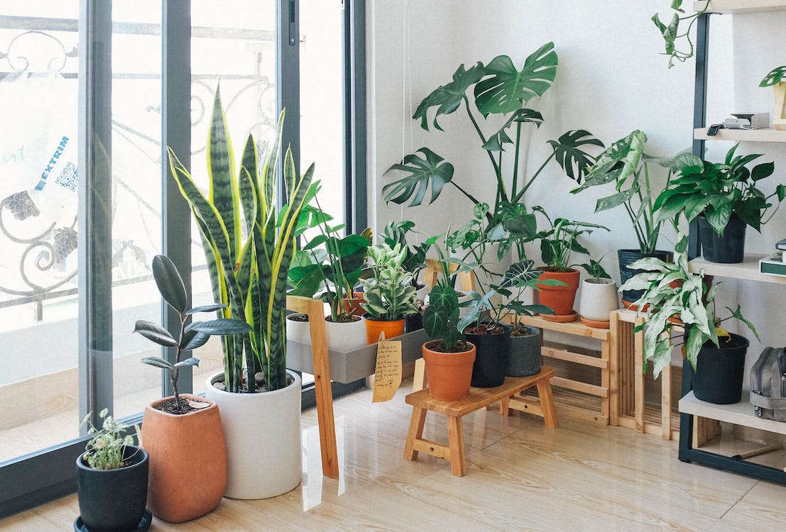 How Do I Choose The Right Plants For My Space ?